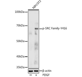 Western Blot - Anti-Src (Phospho Y416) Antibody (A16668) - Antibodies.com