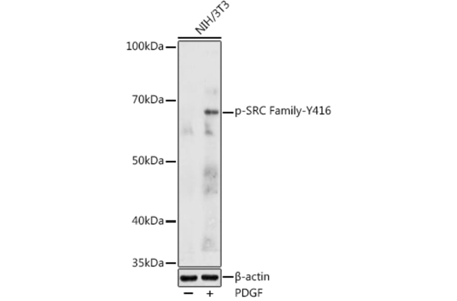 Western Blot - Anti-Src (Phospho Y416) Antibody (A16668) - Antibodies.com