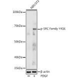Western Blot - Anti-Src (Phospho Y416) Antibody (A16668) - Antibodies.com