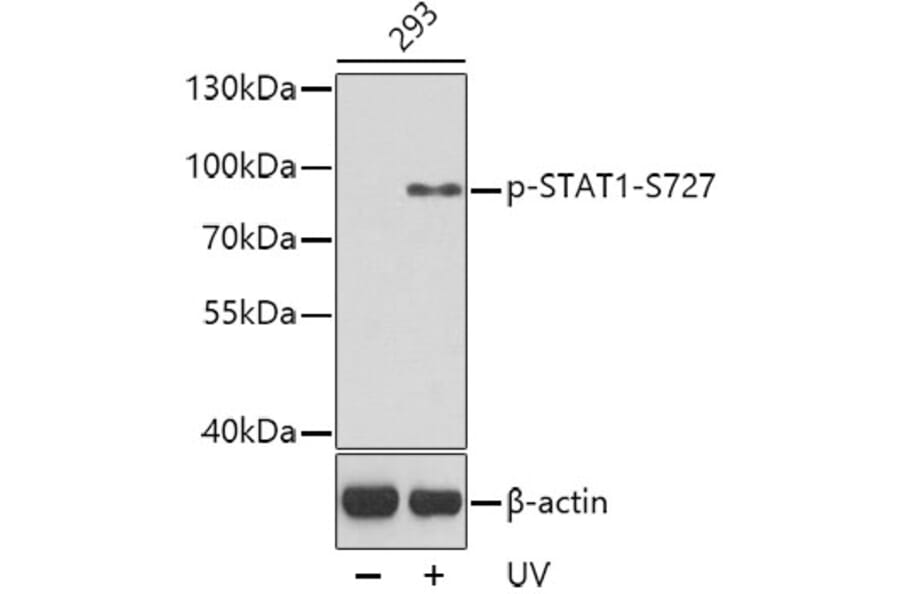 Western Blot - Anti-STAT1 (phospho Ser727) Antibody (A16669) - Antibodies.com
