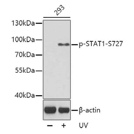 Western Blot - Anti-STAT1 (phospho Ser727) Antibody (A16669) - Antibodies.com