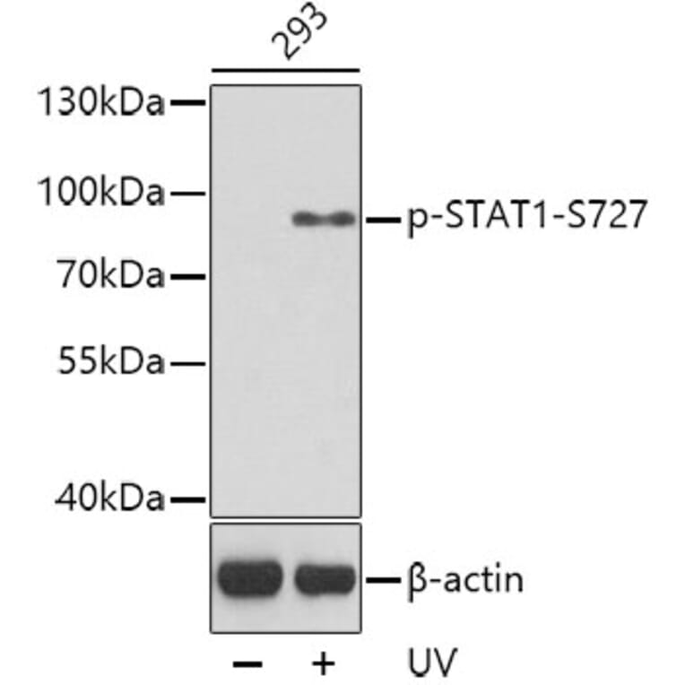 Western Blot - Anti-STAT1 (phospho Ser727) Antibody (A16669) - Antibodies.com