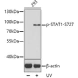 Western Blot - Anti-STAT1 (phospho Ser727) Antibody (A16669) - Antibodies.com