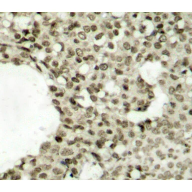 Immunohistochemistry - Anti-STAT1 (phospho Ser727) Antibody (A16669) - Antibodies.com