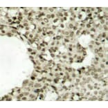 Immunohistochemistry - Anti-STAT1 (phospho Ser727) Antibody (A16669) - Antibodies.com