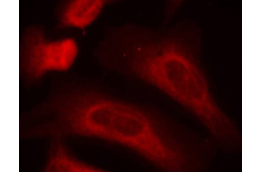 Immunofluorescence - Anti-STAT1 (phospho Ser727) Antibody (A16669) - Antibodies.com