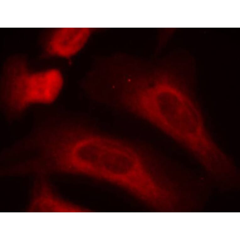 Immunofluorescence - Anti-STAT1 (phospho Ser727) Antibody (A16669) - Antibodies.com