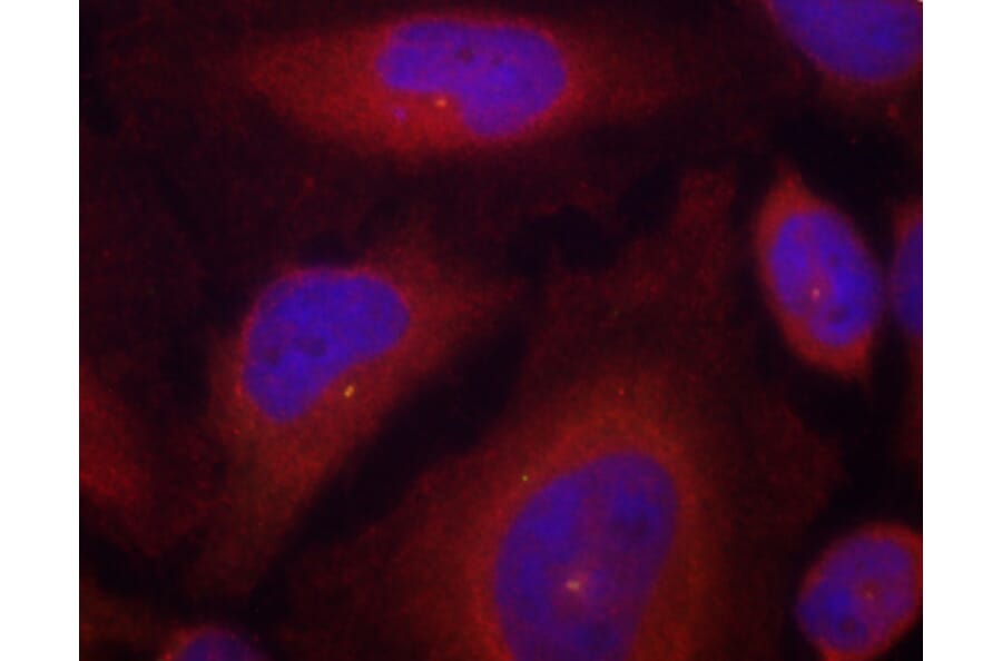 Immunofluorescence - Anti-SYT1 (phospho S309) Antibody (AP0459) - Antibodies.com