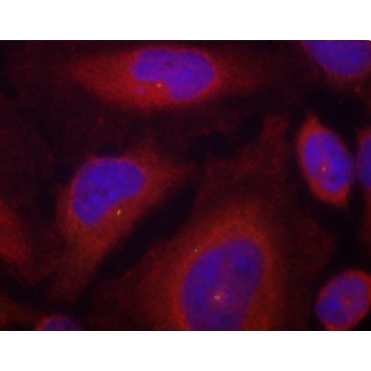 Immunofluorescence - Anti-SYT1 (phospho S309) Antibody (AP0459) - Antibodies.com