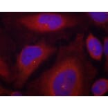 Immunofluorescence - Anti-SYT1 (phospho S309) Antibody (AP0459) - Antibodies.com