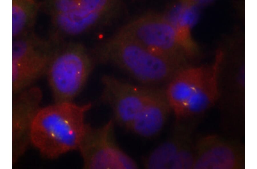 Immunofluorescence - Anti-SYT2 (phospho T202) Antibody (AP0460) - Antibodies.com