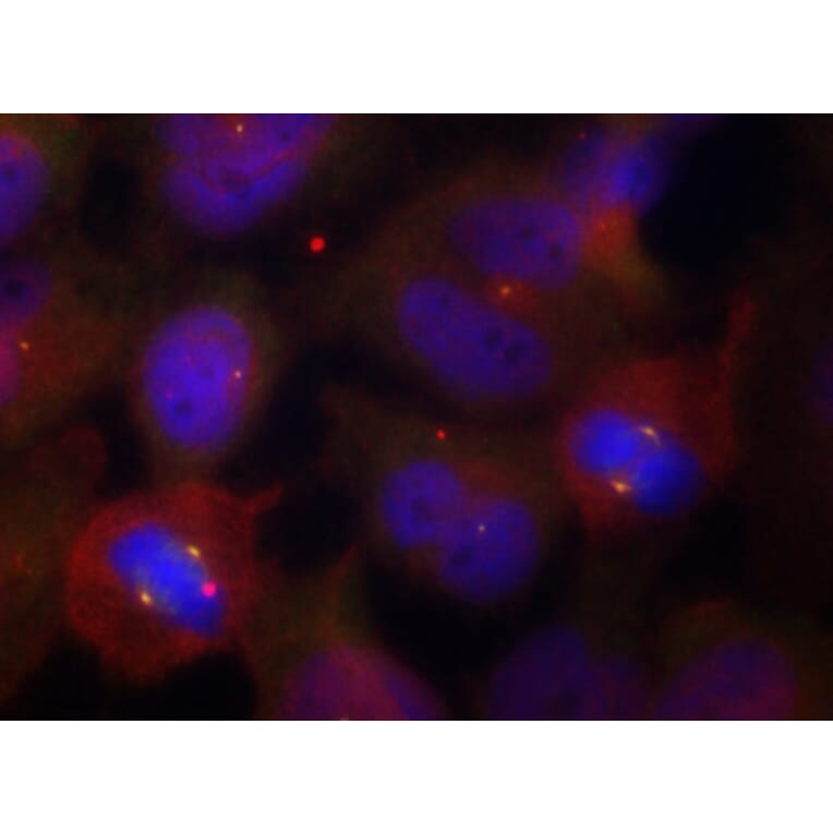 Immunofluorescence - Anti-SYT2 (phospho T202) Antibody (AP0460) - Antibodies.com
