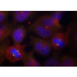 Immunofluorescence - Anti-SYT2 (phospho T202) Antibody (AP0460) - Antibodies.com