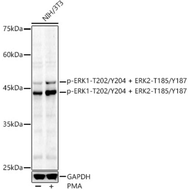 Western Blot - Anti-ERK1 (phospho Thr202 + Tyr204) + ERK2 (phospho Thr185 + Tyr187) Antibody (A16677) - Antibodies.com