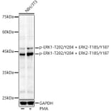Western Blot - Anti-ERK1 (phospho Thr202 + Tyr204) + ERK2 (phospho Thr185 + Tyr187) Antibody (A16677) - Antibodies.com