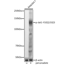 Western Blot - Anti-JAK1 (phospho Tyr1022 + Tyr1023) Antibody (A16681) - Antibodies.com