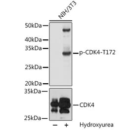 Western Blot - Anti-Cdk4 (phospho Thr172) Antibody (A16682) - Antibodies.com
