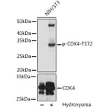 Western Blot - Anti-Cdk4 (phospho Thr172) Antibody (A16682) - Antibodies.com