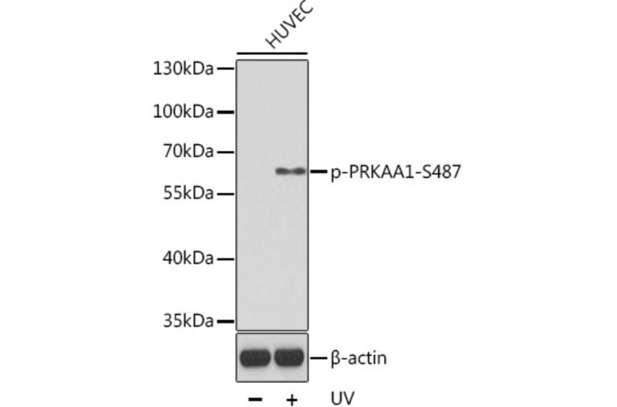 Western Blot - Anti-PRKAA1 (phospho S496) Antibody (AP0619) - Antibodies.com