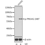Western Blot - Anti-PRKAA1 (phospho S496) Antibody (AP0619) - Antibodies.com