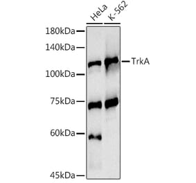 Western Blot - Anti-TrkA Antibody (A16686) - Antibodies.com