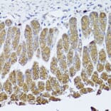 Immunohistochemistry - Anti-TrkA Antibody (A16686) - Antibodies.com