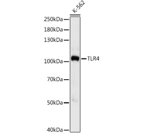 Western Blot - Anti-TLR4 Antibody (A16687) - Antibodies.com