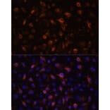 Immunofluorescence - Anti-TLR4 Antibody (A16687) - Antibodies.com