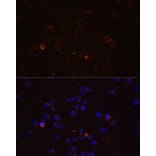 Immunofluorescence - Anti-TLR4 Antibody (A16687) - Antibodies.com