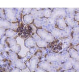 Immunohistochemistry - Anti-CD34 Antibody (A10796) - Antibodies.com