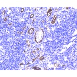 Immunohistochemistry - Anti-CD34 Antibody (A10796) - Antibodies.com