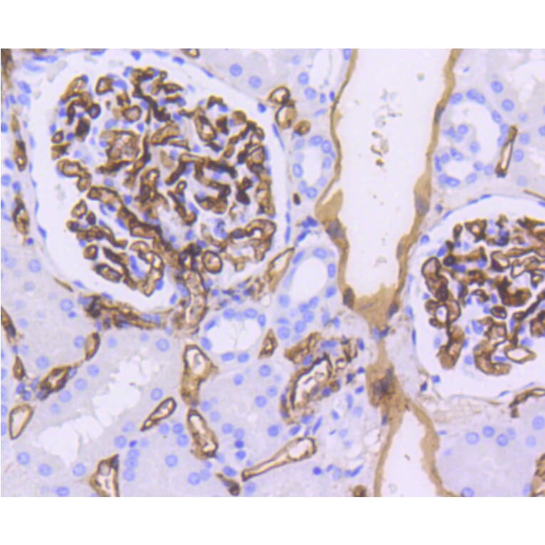 Immunohistochemistry - Anti-CD34 Antibody (A10796) - Antibodies.com