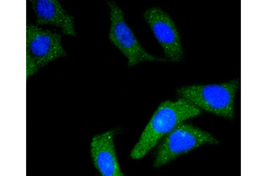 Immunofluorescence - Anti-CD34 Antibody (A10796) - Antibodies.com