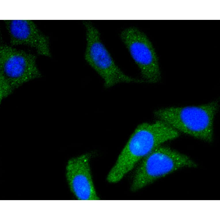 Immunofluorescence - Anti-CD34 Antibody (A10796) - Antibodies.com