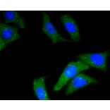 Immunofluorescence - Anti-CD34 Antibody (A10796) - Antibodies.com