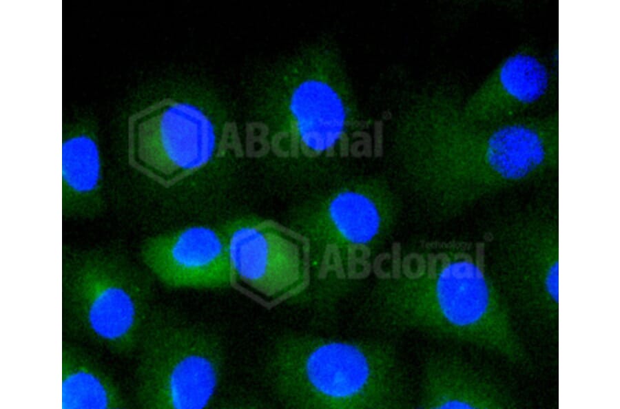 Immunofluorescence - Anti-CD34 Antibody (A10796) - Antibodies.com