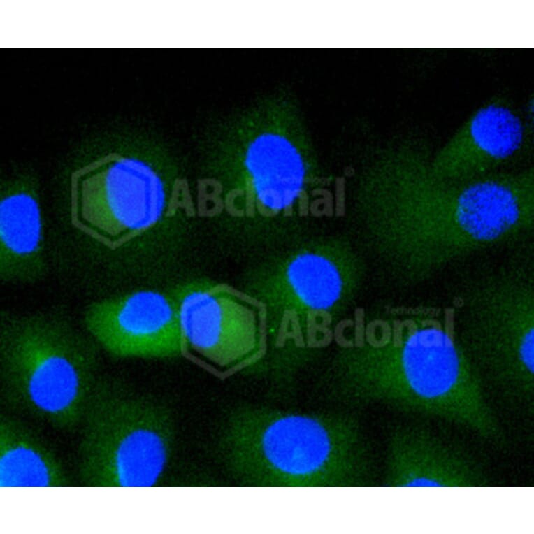 Immunofluorescence - Anti-CD34 Antibody (A10796) - Antibodies.com