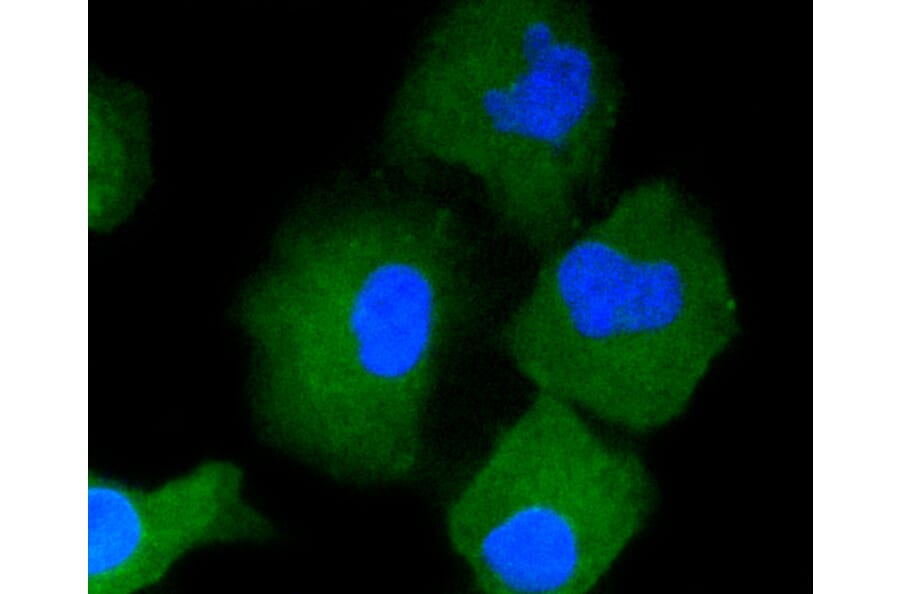Immunofluorescence - Anti-CD34 Antibody (A10796) - Antibodies.com