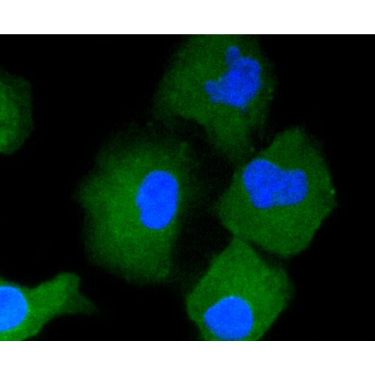 Immunofluorescence - Anti-CD34 Antibody (A10796) - Antibodies.com