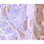 Immunohistochemistry - Anti-CNN1 Antibody (A10822) - Antibodies.com