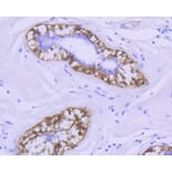 Immunohistochemistry - Anti-CNN1 Antibody (A10822) - Antibodies.com