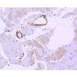 Immunohistochemistry - Anti-CNN1 Antibody (A10822) - Antibodies.com