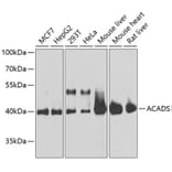 Western Blot - Anti-ACADS/SCAD Antibody (A16694) - Antibodies.com