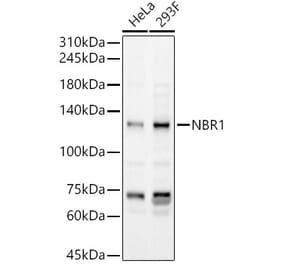 Western Blot - Anti-NBR1 Antibody (A16697) - Antibodies.com