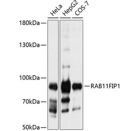 Western Blot - Anti-RAB11FIP1 Antibody (A16698) - Antibodies.com