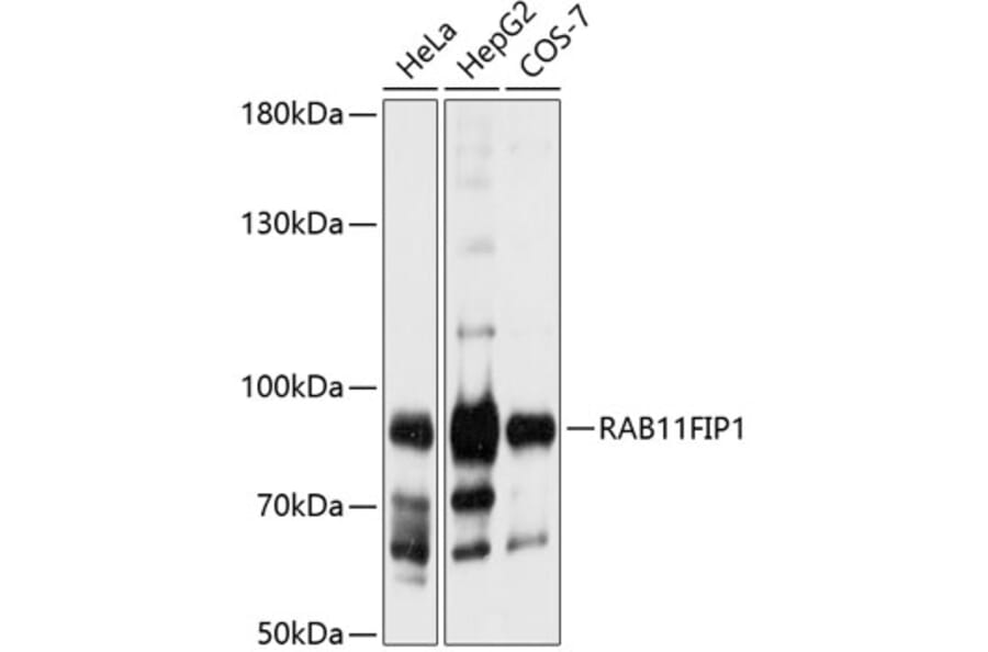 Western Blot - Anti-RAB11FIP1 Antibody (A16698) - Antibodies.com