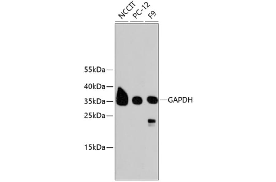 Western Blot - Anti-GAPDH Antibody (A10868) - Antibodies.com