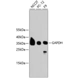Western Blot - Anti-GAPDH Antibody (A10868) - Antibodies.com