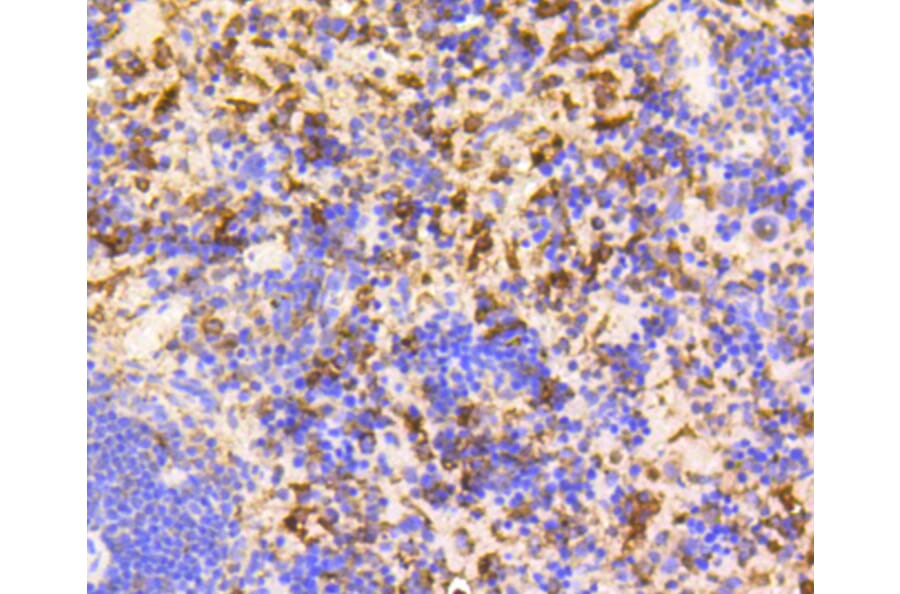 Immunohistochemistry - Anti-GAPDH Antibody (A10868) - Antibodies.com