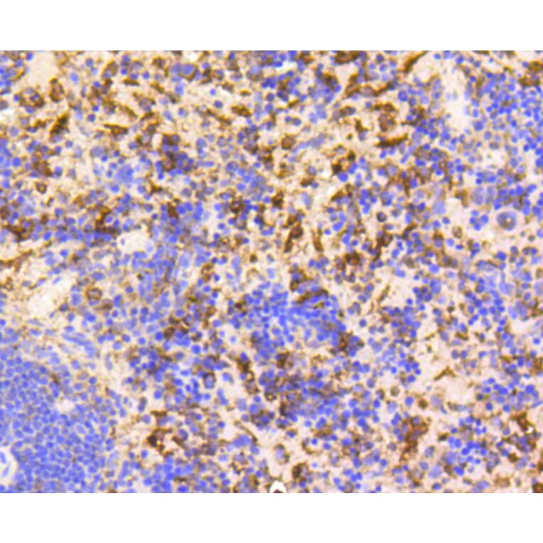 Immunohistochemistry - Anti-GAPDH Antibody (A10868) - Antibodies.com